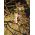 Viseče lesene rastlinske nalepke - 10 cm - 15 kosov - 