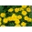 Tagetes patula nana - Honey Moon - 158 magok - sárga