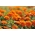 法国万寿菊“普通话” - 橙子 -  158种子 - Tagetes patula nana  - 種子