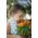 Happy Garden - "Cosmic Marigold" - Bibit yang boleh dibesarkan oleh kanak-kanak! - 315 biji - Tagetes patula nana  - benih