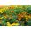 Happy Garden - "Cosmic Marigold" - Семена, които децата могат да растат! - 315 семена - Tagetes patula nana 