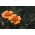 Сигнет мариголд "Лемон Стар" - лимун са црвеним рубом; голден мариголд - 351 семена - Tagetes tenuifolia