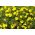 ดอกดาวเรืองตรา "Lulu" - มะนาว; ดอกดาวเรืองสีทอง - Tagetes tenuifolia - เมล็ด