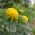 מקסיקני מקסיקני "פנטסטי" - תערובת מגוון; אצטק ציפורן חתול - 108 זרעים - Tagetes erecta 