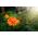 Μεξικάνικη κατιφέ "Φανταστική" - πορτοκαλί-ανθισμένη? Αζτέκων κατιφέ - 108 σπόροι - Tagetes erecta 