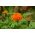 Meksički neven "Fantastic" - narančasti cvjetovi; Aztečki neven - 108 sjemenki - Tagetes erecta  - sjemenke