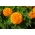 Didysis serentis - Calando - oranžinis - 108 sėklos - Tagetes erecta