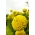 Tagetes erecta - Calando - 108 sementes - amarelo