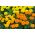 Marigold Mexico - campuran jenis kerdil; Aztec marigold - 135 biji - Tagetes erecta - benih