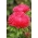 Игла-венчелистче астра "Esmeralda" - червено - 225 семена - Callistephus chinensis 