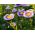 Asters Chinensis - Liliput Moonshine - MIX - 135 frø - Callistephus chinensis