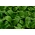 Baby Leaf - Endive "Zuccherina di Trieste"; čakanka - 972 semien - Chichorium intybus - semená