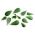 Baby Leaf - Paprastoji portulaka - Portulaca oleracea - sėklos
