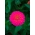 Zinnia elegans - Liliput Rose Gem - 81 frø - rosa
