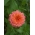ดอกบานชื่น "Liliput Salmon Gem" - สีชมพูส้ม - 81 เมล็ด - Zinnia elegans