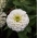 Zinnia "Liliput White Gem" - putih - 81 biji - Zinnia elegans