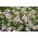 Maiden roza - belo-rdeče rože - 2250 semen - Dianthus deltoides - semena
