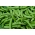 Harilik hernes - Bajka - töödeldud seemned - 4 seemned - Pisum sativum