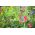 ハッピーガーデン - 「私と一緒に登る甘いエンドウ豆」 - 子供たちが成長することができる種！ -  24種 - Lathyrus odoratus - シーズ