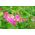 Happy Garden - "Солодкий горох, який летить зі мною" - Насіння, яке діти можуть рости! - 24 насіння - Lathyrus odoratus