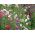 Happy Garden - "Солодкий горох, який летить зі мною" - Насіння, яке діти можуть рости! - 24 насіння - Lathyrus odoratus