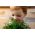 Happy Garden - "ดิลล์ที่มีทักษะ" - เมล็ดพันธุ์ที่เด็ก ๆ สามารถเติบโตได้! - 2,430 เมล็ด - 2430 เมล็ด - Anethum graveolens L.