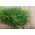 Jardim feliz - Endro - 2430 sementes - Anethum graveolens L.