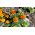 צפורני חתול צרפתיים "הכוורת" - 158 זרעים - Tagetes patula L.