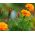 法国万寿菊“男孩橙” -  153粒种子 - Tagetes patula L. - 種子