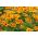 French marigold "Dainty Marietta" - single-flowered - 315 seeds