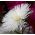 Aster kim cánh hoa "Beata" - 450 hạt - Callistephus chinensis 