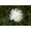 Aster เข็มกลีบดอก "Beata" - 450 เมล็ด - Callistephus chinensis 
