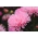 Callistephus chinensis - 510 semillas - Pink Jubilee
