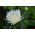 Pivoňka kvetovaná aster "Perla" - 450 semien - Callistephus chinensis  - semená