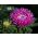 Kininis ratilis - Duchesse - rožinis - 225 sėklos - Callistephus chinensis