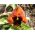 स्विस गार्डन पैनसी "फ्लेम" - सुनहरा-लाल, बिंदीदार - 360 बीज - 