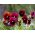 Швейцарска градинска брада "Alpenglow" - тъмно-червена, пунктирана - 360 семена - Viola x wittrockiana Schweizer Riesen