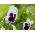 Швейцарска градинска брада - бяла, пунктирана - Viola x wittrockiana Schweizer Riesen - семена