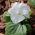 Švajčiarska záhrada maceška - biela - Viola x wittrockiana Schweizer Riesen - semená