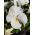 Švýcarská zahrada maceška - bílá - Viola x wittrockiana Schweizer Riesen - semena
