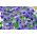 스위스 정원 팬지 "Alpensee"- 하늘색, 점선 - 360 종자 - Viola x wittrockiana Schweizer Riesen - 씨앗