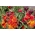 Wallflower - odrůdová směs - Cheiranthus cheiri - semena