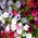 Trailing petunia - mix odrôd - 720 semien - Petunia hybrida pendula - semená