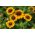 ซูซานตาดำ; ตาสีน้ำตาลซูซาน, เบ็ตตี้สีน้ำตาล, ดอกเดซี่ gloriosa, เยรูซาเล็มสีทอง, ตาวัวอังกฤษ, ดอกเดซี่ที่น่าสงสาร, เดซี่สีเหลือง, เดซี่สีเหลืองตาวัว - Rudbeckia hirta nana - เมล็ด