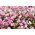Розов слънчев лъч; сребърни камбани, австралийски сламеноц, вечна роза, вечни венец - 540 семена - Helipterum Manglesii