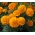 Marigold Prancis "Kora" - tumbuh rendah, berbunga oranye - Tagetes patula L. - biji