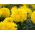 Ryhmäsamettikukka - Mona - keltainen - Tagetes patula L. - siemenet