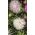 Chryzantéma květovaná aster - bílá květ - 450 semen - Callistephus chinensis  - semena