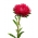 针瓣翠菊“Inga” - 粉红色，高大品种 -  450粒种子 - Callistephus chinensis  - 種子