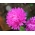 Trpasličí aster "Hordelin" - světle růžová - 450 semen - Callistephus chinensis  - semena